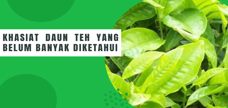 Khasiat Daun Teh yang Belum Banyak Diketahui Khasiat Daun Teh yang Belum Banyak Diketahui